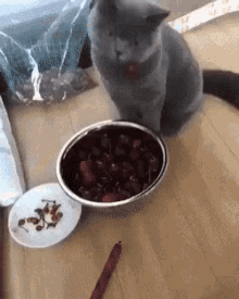 Cat Cherry GIF - Cat Cherry Gray Cat GIFs