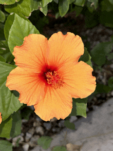 Hibiscus Flower GIF