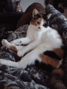 Lazy Calico GIF - Lazy Calico Cat GIFs