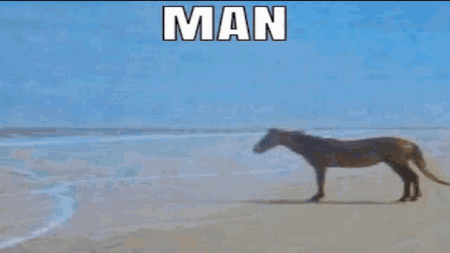 GIFs de Horse Beach | Tenor