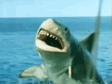 meat shark sharp teeth