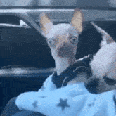 a small dog is wearing a blue sweater and looking at the camera while sitting in a car .