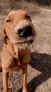 Freaky Dog Dog Licking GIF