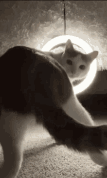 GIF
