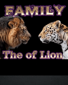 a lion and a leopard are looking at each other with the words family the of lion above them