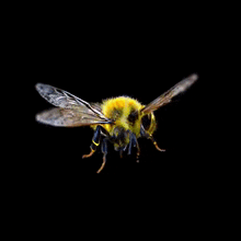 Bee Nvidia GIF - Bee Nvidia Ai GIFs