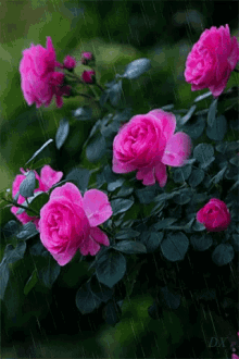 Roses Rain GIF