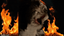 Pandy Burning Burning Dog GIF - Pandy Burning Burning Dog Hardik Pandya GIFs