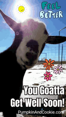 Goats Get Well Soon GIF - Goats Goat Get Well Soon GIFs