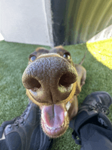 a close up of a dog 's nose and tongue sticking out