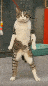 Weird Cat GIF - Weird Cat Dancing GIFs