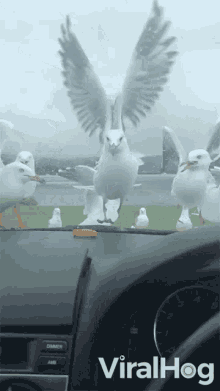 Seagulls Fooled GIF - Seagulls Fooled I Want It GIFs
