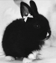 a black and white rabbit with hearts on its ears and a white bow