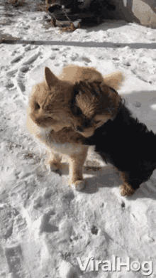 Puppy Wants To Play With A Cat Hugging GIF - Puppy Wants To Play With A Cat Hugging Cute GIFs