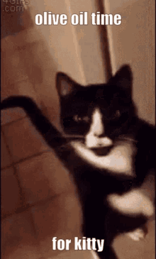 Olive Oil Cat Standing GIF - Olive Oil Cat Standing Kitty GIFs