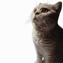 a cat looks up at the camera with a white background