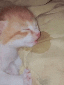 a cat is sleeping on a bed with its eyes closed