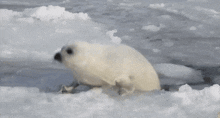 Lazy Harp Seal GIF - Lazy Harp Seal Has No Job GIFs