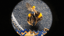 a close up of a bee on a piece of blue fabric