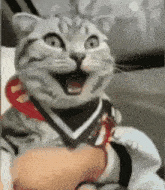 Surprised Meem GIF - Surprised Meem Cat GIFs