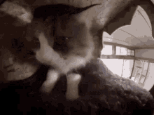 Cat Gloop Cat Massage Short GIF - Cat Gloop Cat Massage Short Cave Tos Bruh GIFs