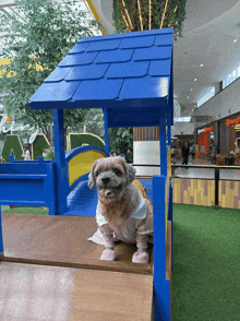 a small brown dog is sitting in a blue house in a shopping mall