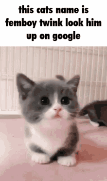 Femboy Cat GIF - Femboy Cat This Cats Name Is GIFs