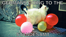 a cat standing next to a bunch of balloons with the caption germans going to the standesamt