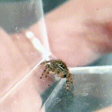 Bugs Tiny GIF - Bugs Tiny Spider GIFs