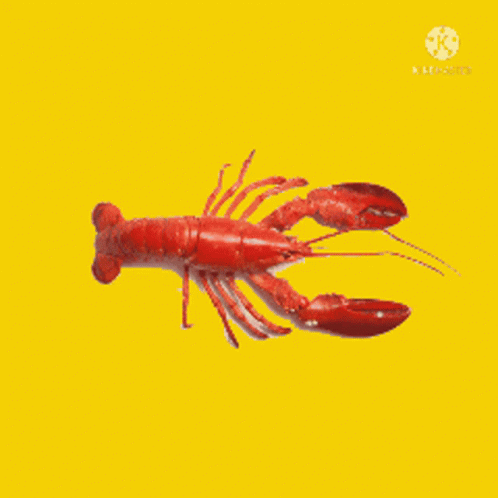 Рок лобстер. Rock Lobster. G_lobster1003. Rock lobster richard cheese