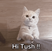 a white cat is sitting on a pillow and says hi tush