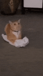 a cat sitting on top of a roll of toilet paper .