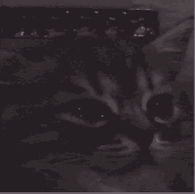 Hagi Cat GIF - Hagi Cat GIFs