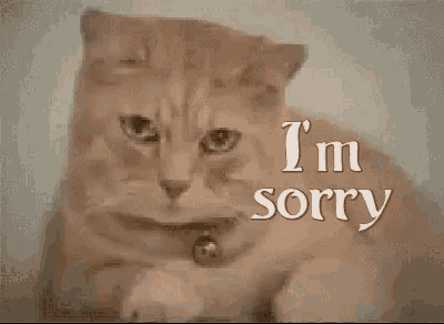 im sorry cat