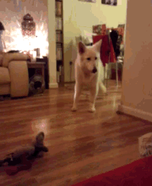 a white dog standing in a living room with a fireplace in the background