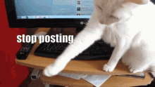 Stop Posting GIF - Stop Posting Cat GIFs