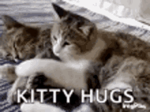 Morning Kitty GIF - Morning Kitty Hug GIFs