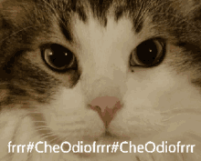 Cat Seden GIF - Cat Seden Odio GIFs
