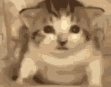 Cat Explode Cat Explosion GIF - Cat Explode Cat Explosion Cat GIFs