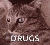Cat Drugs GIF - Cat Drugs Tripping GIFs