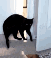 Black Cat Cats GIF - Black Cat Cats GIFs