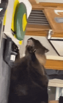 Screaming Cat Cat Screaming GIF - Screaming Cat Cat Screaming Black Cat GIFs