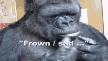 Koko Gorilla GIF - Koko Gorilla Cry GIFs