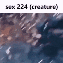 Sex224 GIF - Sex224 GIFs