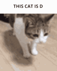 This Is Cat Is D Fall GIF - This Is Cat Is D Fall Cute GIFs