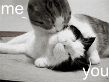 two cats are laying on top of each other on the floor .