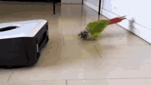 waddle the pet collective crawling bird birb