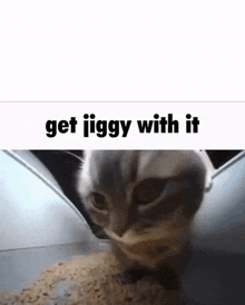 Get Jiggy Get Jiggy With It GIF - Get Jiggy Get Jiggy With It Cat GIFs