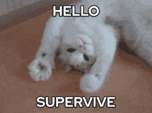 a white cat is laying on its back and says hello supervive