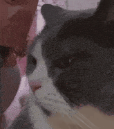 Cat Cat Silly GIF - Cat Cat Silly Mad Cat GIFs